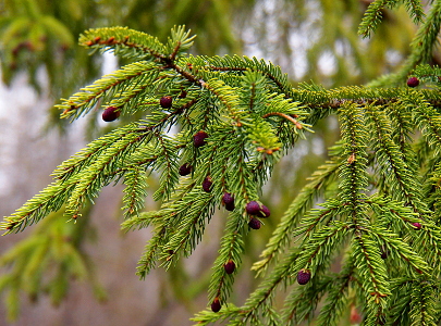 [Small, purple pinecones hanging at the end of evergreen tree branches.]